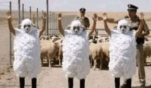Immigration clandestine : trois maliens déguisés en moutons arrêtés à la frontière