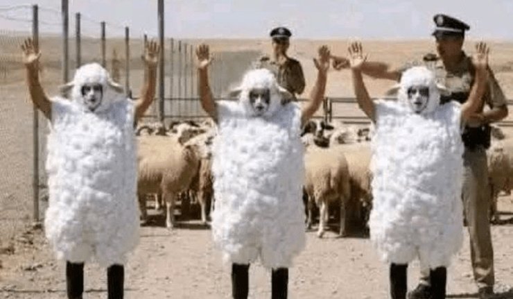 Immigration clandestine : trois maliens déguisés en moutons arrêtés à la frontière